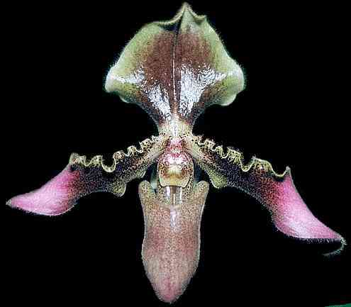 Paphiopedilum hirsutissimum